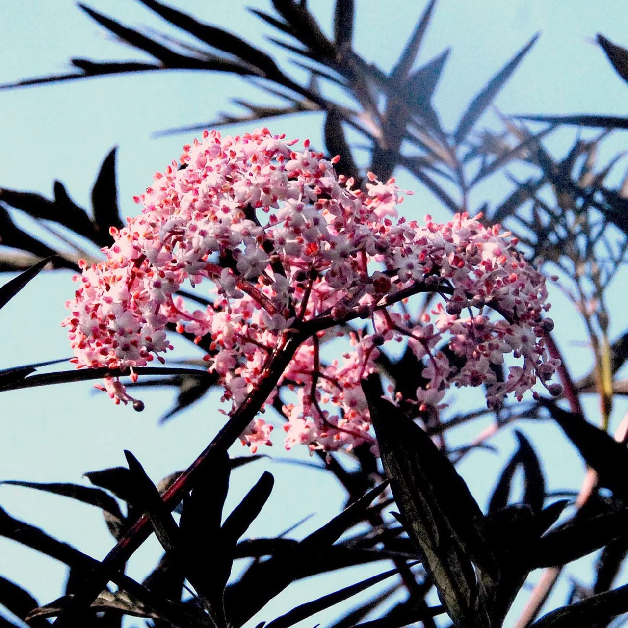 Holunder Black Lace® | © R. Rombach Pflanzenproduktion