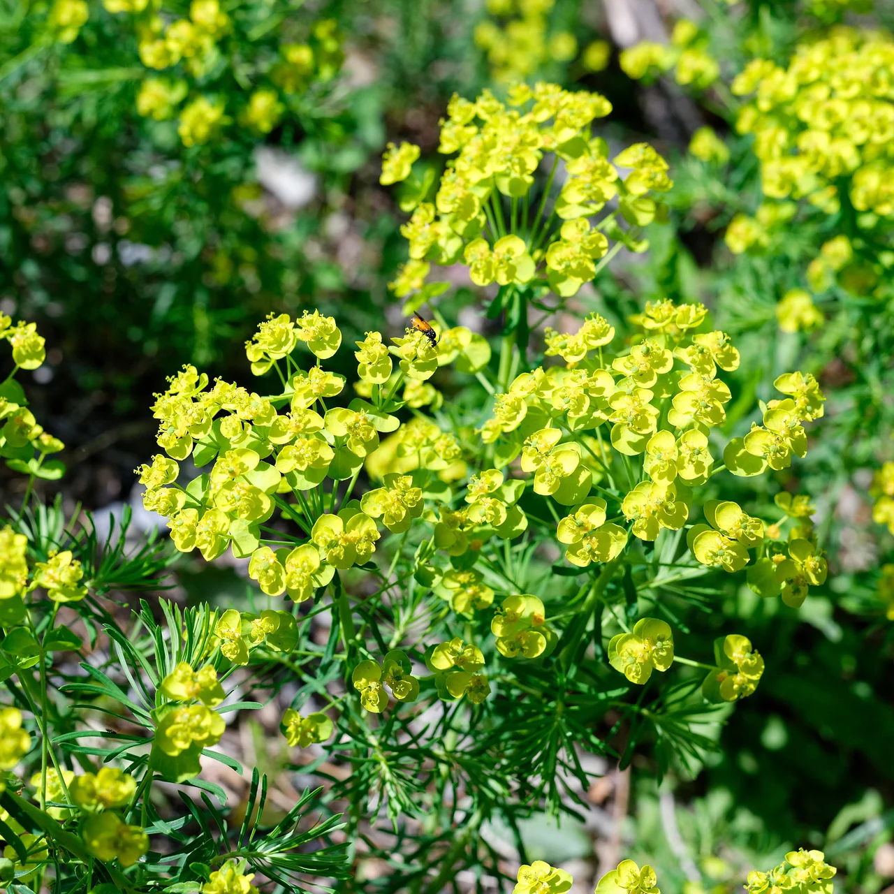 Euphorbe des steppes | © Hospenthal-Kägi AG