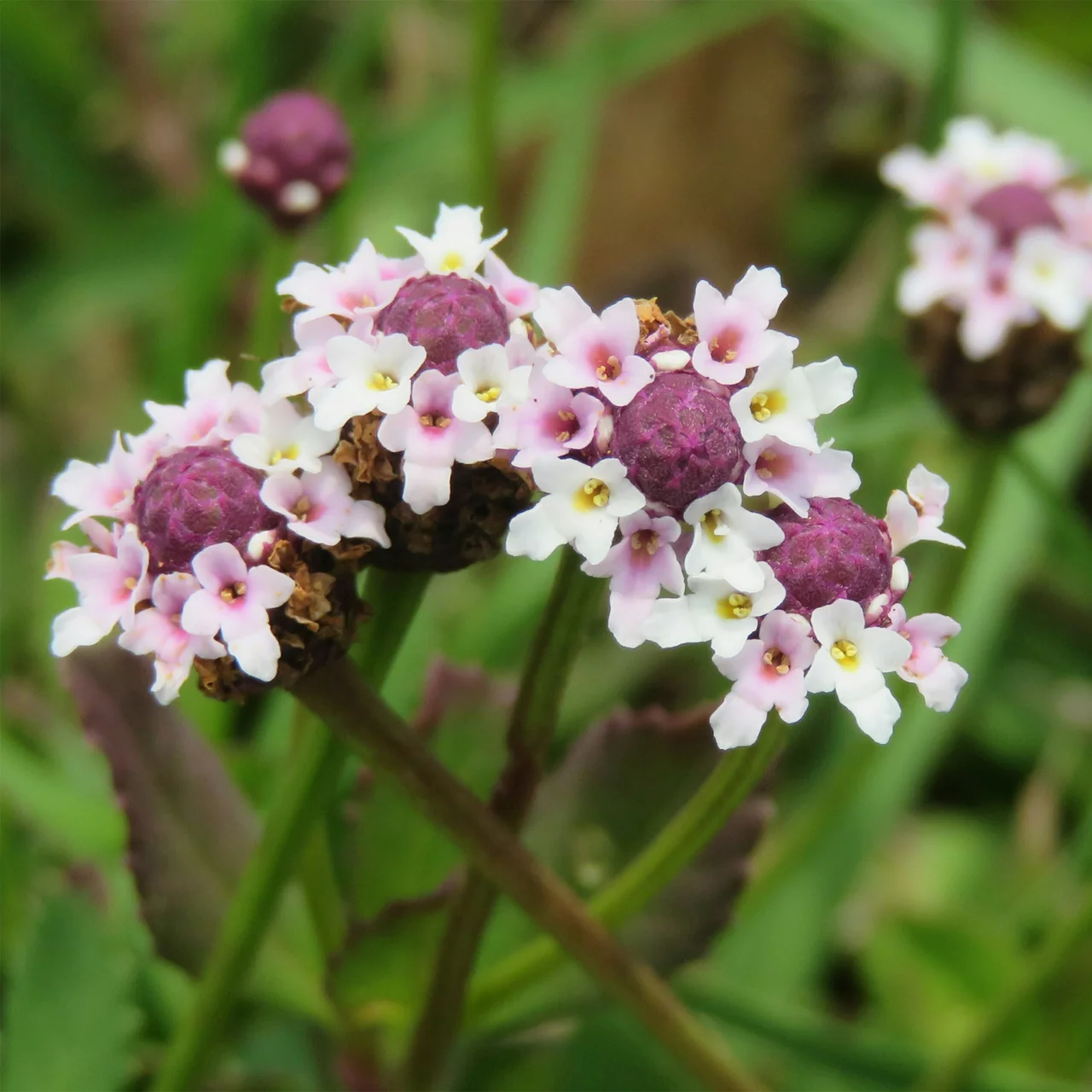 Phyla à fleurs nodales | © Hospenthal-Kägi AG