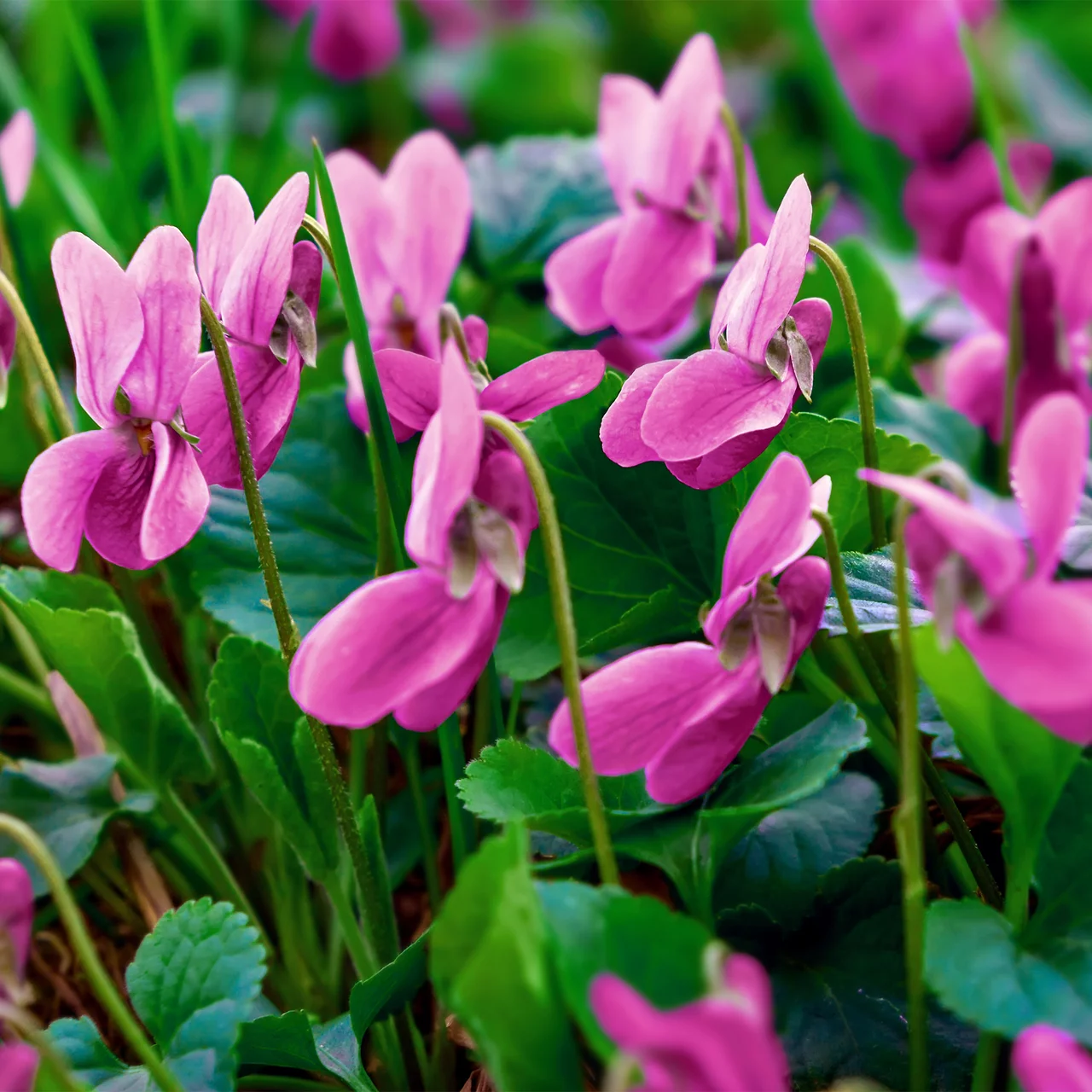 Violette couvre-sol 'Rubra' rouge
