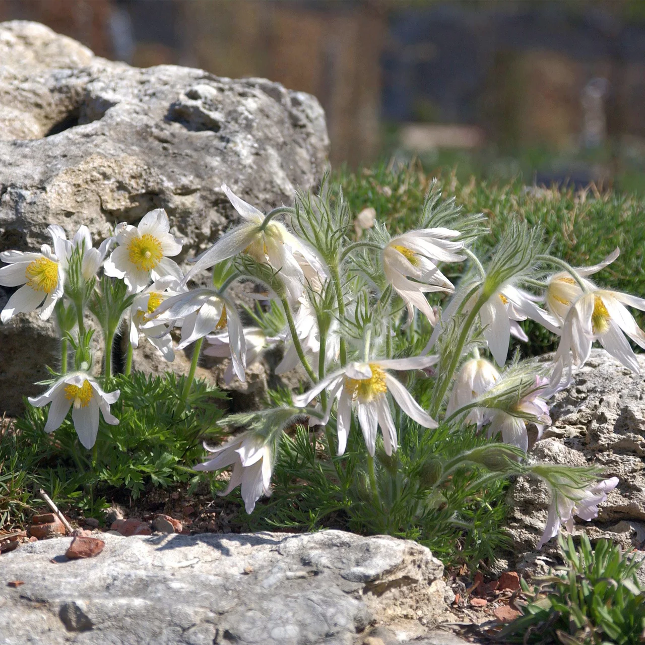 Kuhschelle 'Alba' | © Hospenthal-Kägi AG