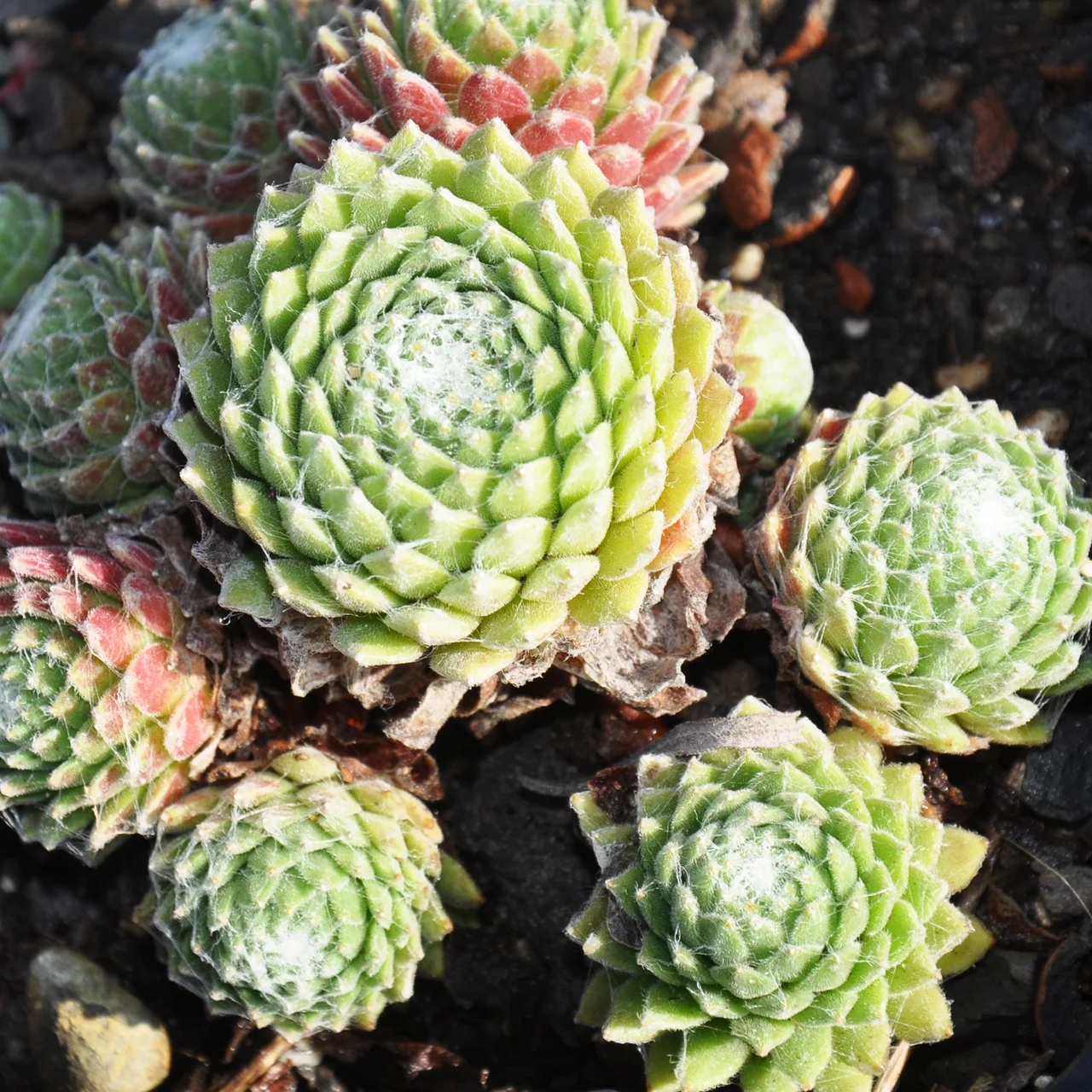 zimmerpflanze runde fleischige blätter Dickblatt in Blumentopf - Crassula arborescens cristata