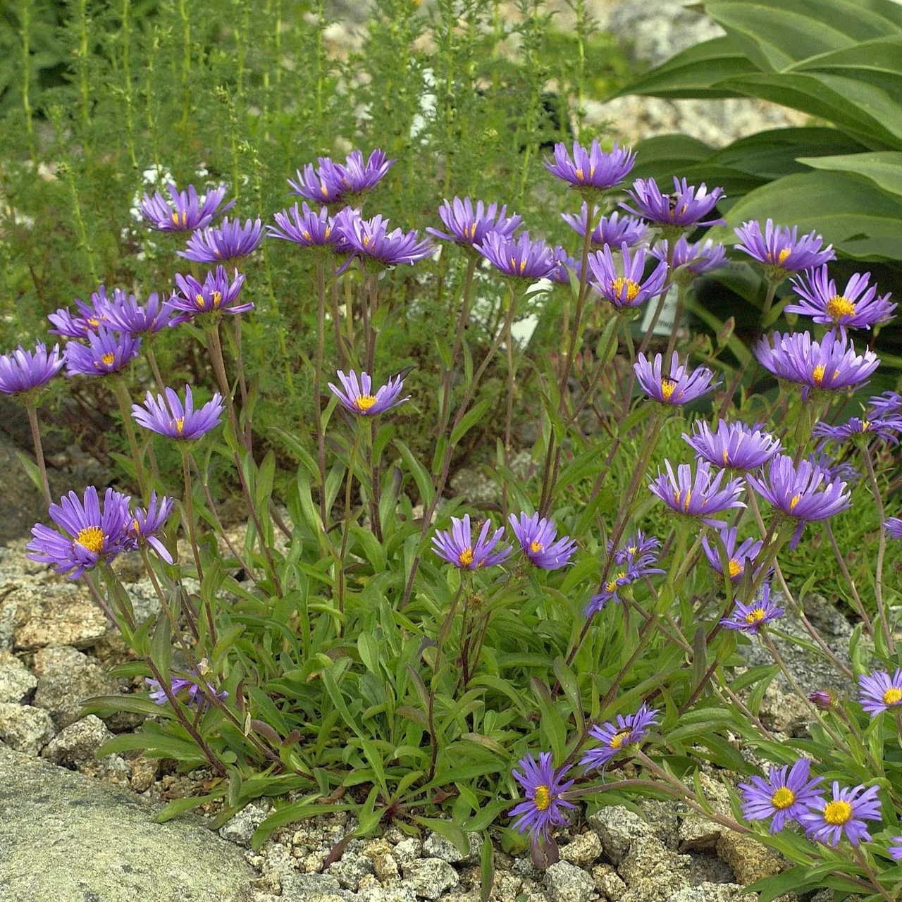 Alpen-Aster | © Hospenthal-Kägi AG