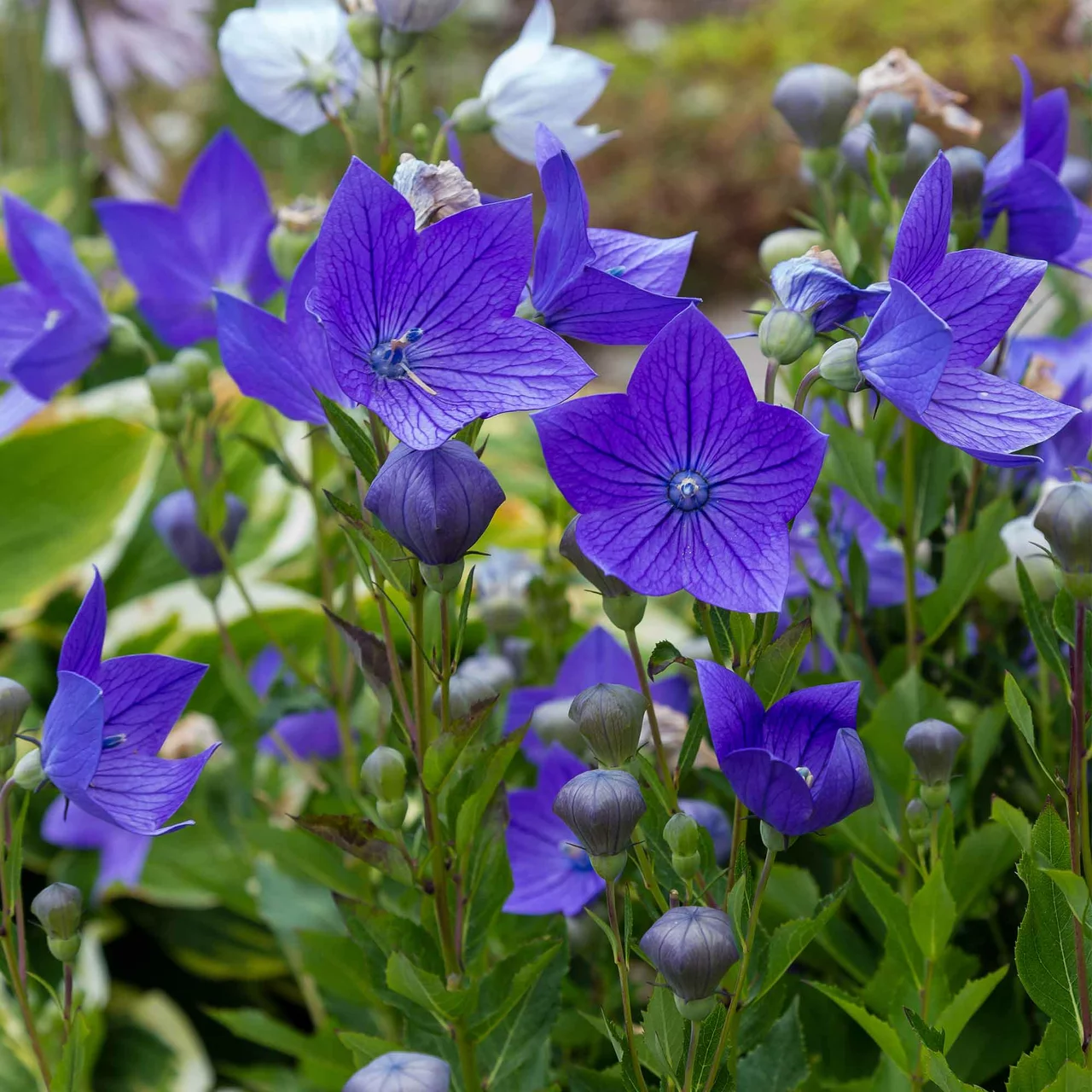 Ballonblume Mariesii  Bio-Bltenstauden fr den Garten
