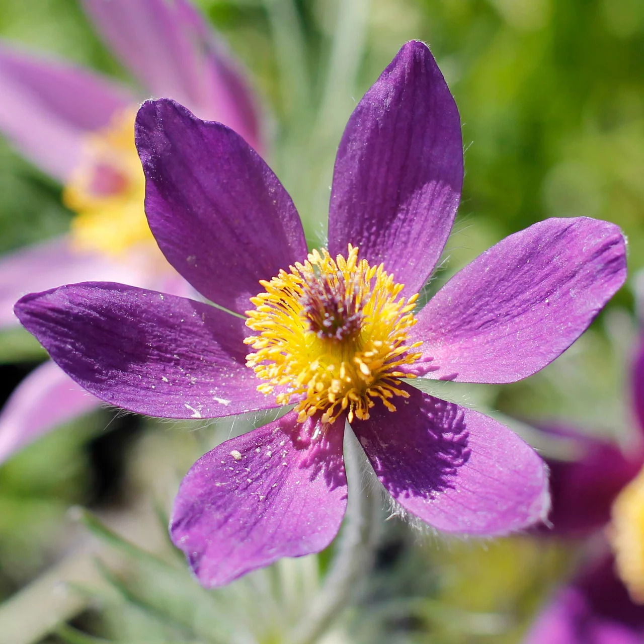 Blaue Kuhschelle | © Hospenthal-Kägi AG