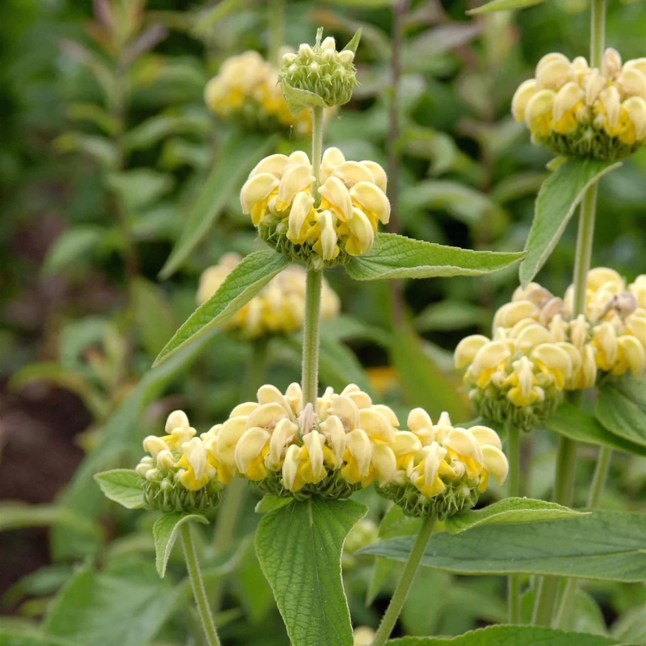 Phlomis de Russell | © Hospenthal-Kägi AG