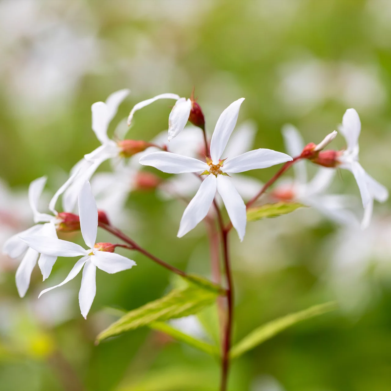 Gillénie à trois feuilles | © Hospenthal-Kägi AG