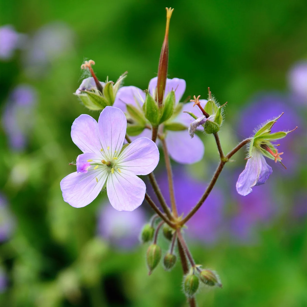 Dunkler Storchschnabel Espresso | © Hospenthal-Kägi AG