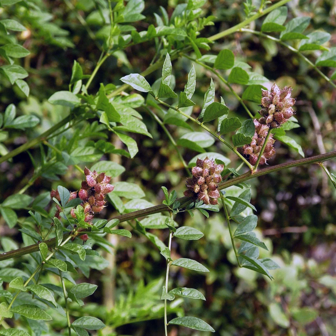 Réglisse glabre | © R. Rombach Pflanzenproduktion