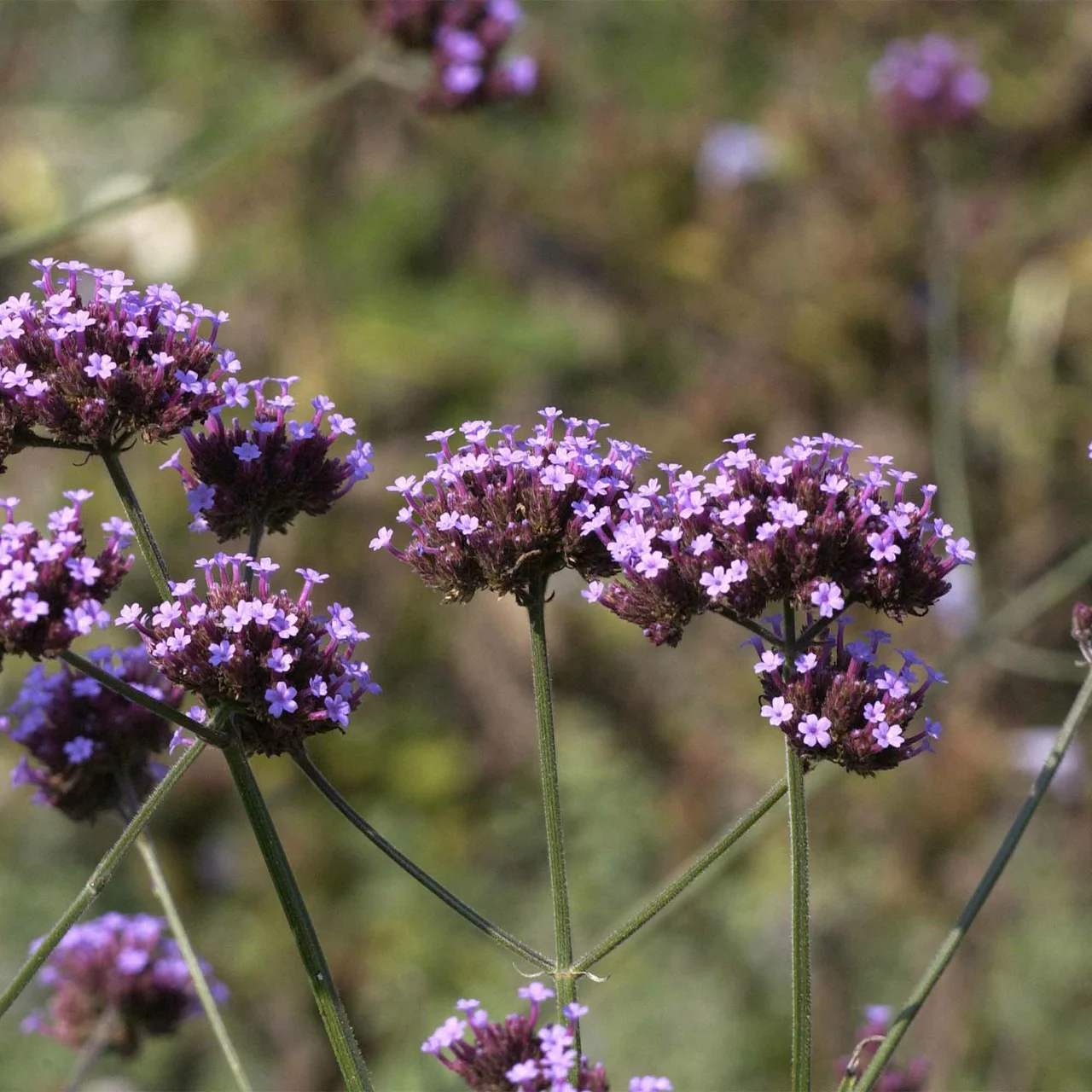 Eisenkraut (Argentinisches oder Patagonisches Eisenkraut) | © Hospenthal-Kägi AG