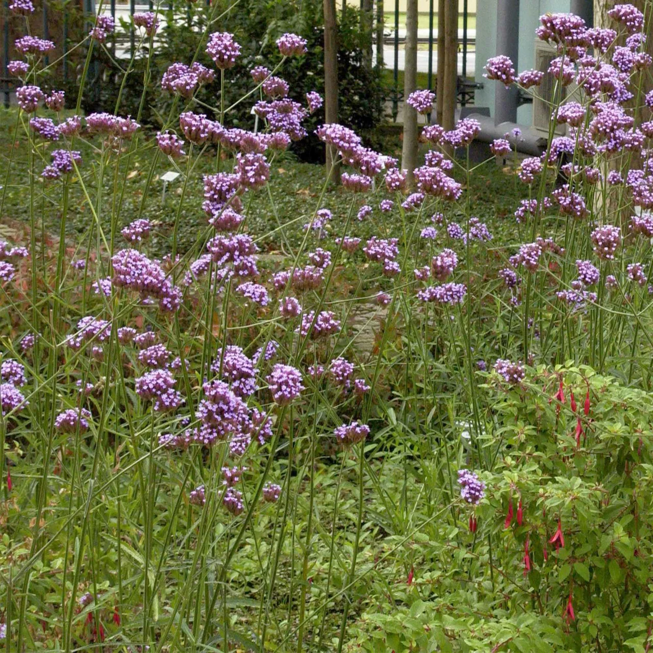 aralie zimmerpflanze Kunstpflanze Aralia