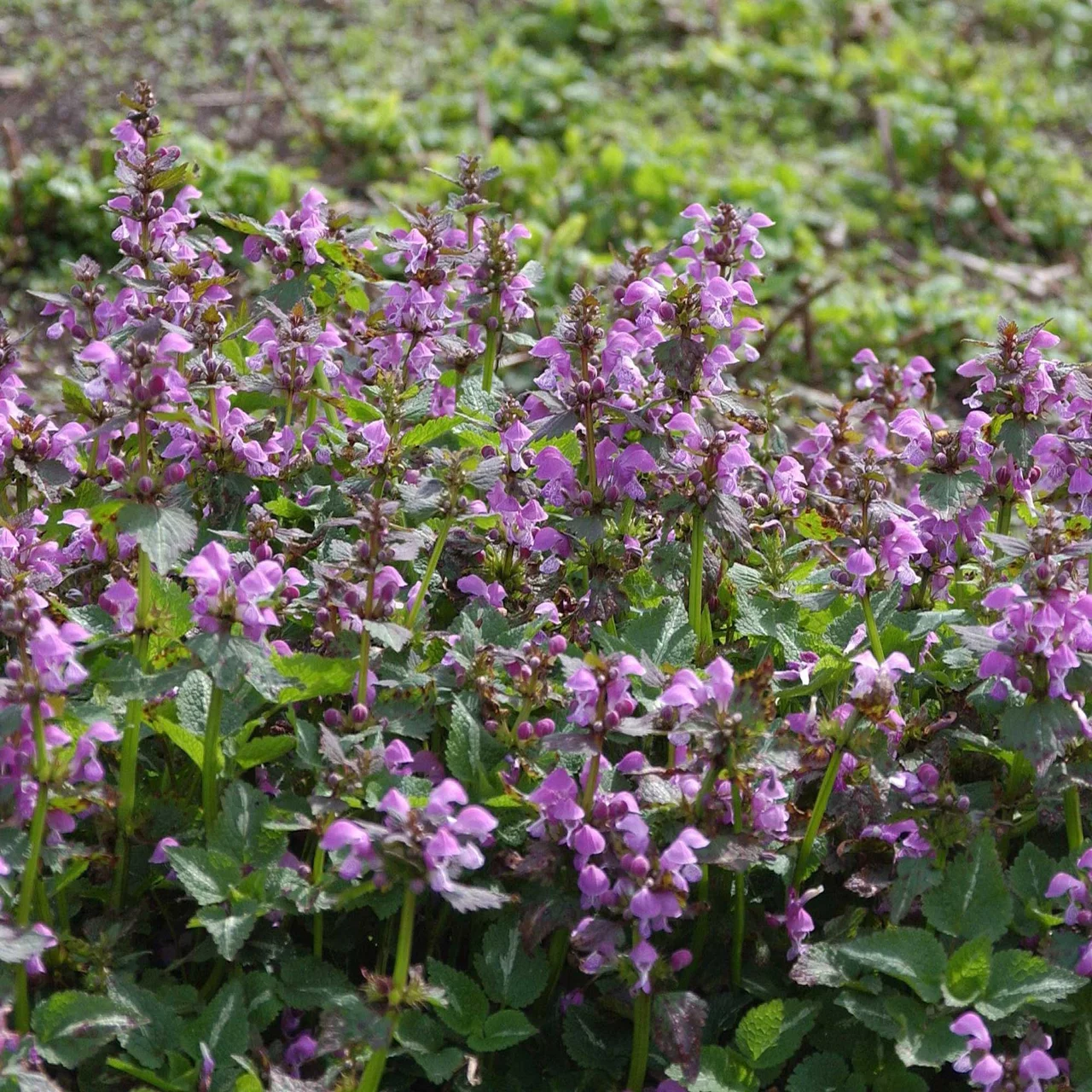 Lamier tacheté | © Hospenthal-Kägi AG