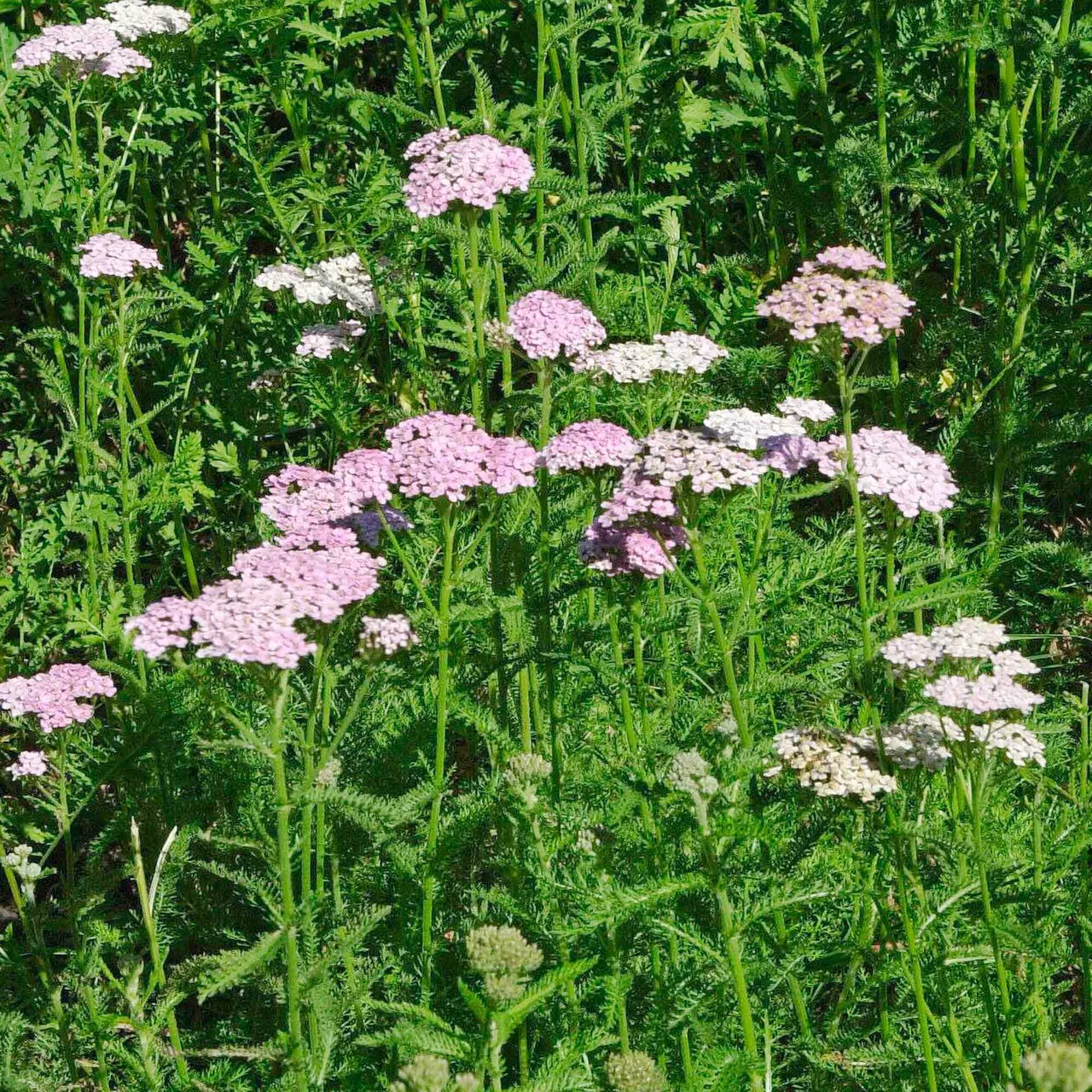 Achillée millefeuille | © Hospenthal-Kägi AG