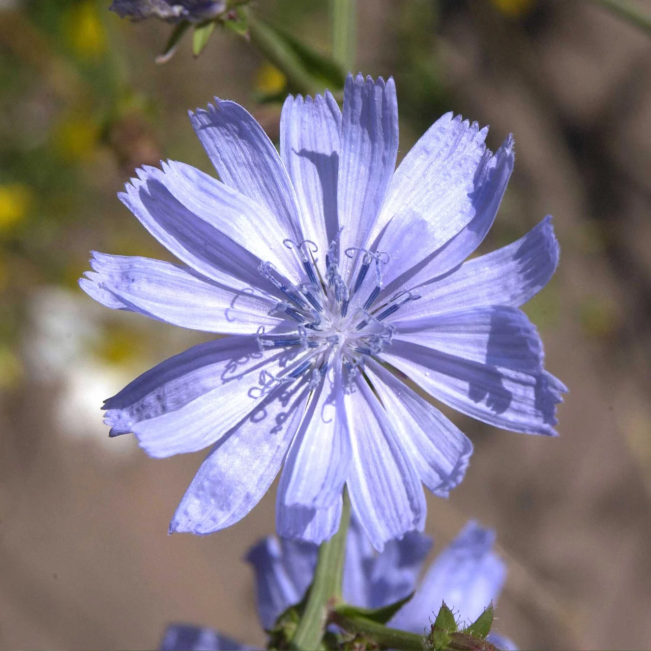 Gemeine Wegwarte | © Hospenthal-Kägi AG