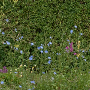Gemeine Wegwarte | © Hospenthal-Kägi AG