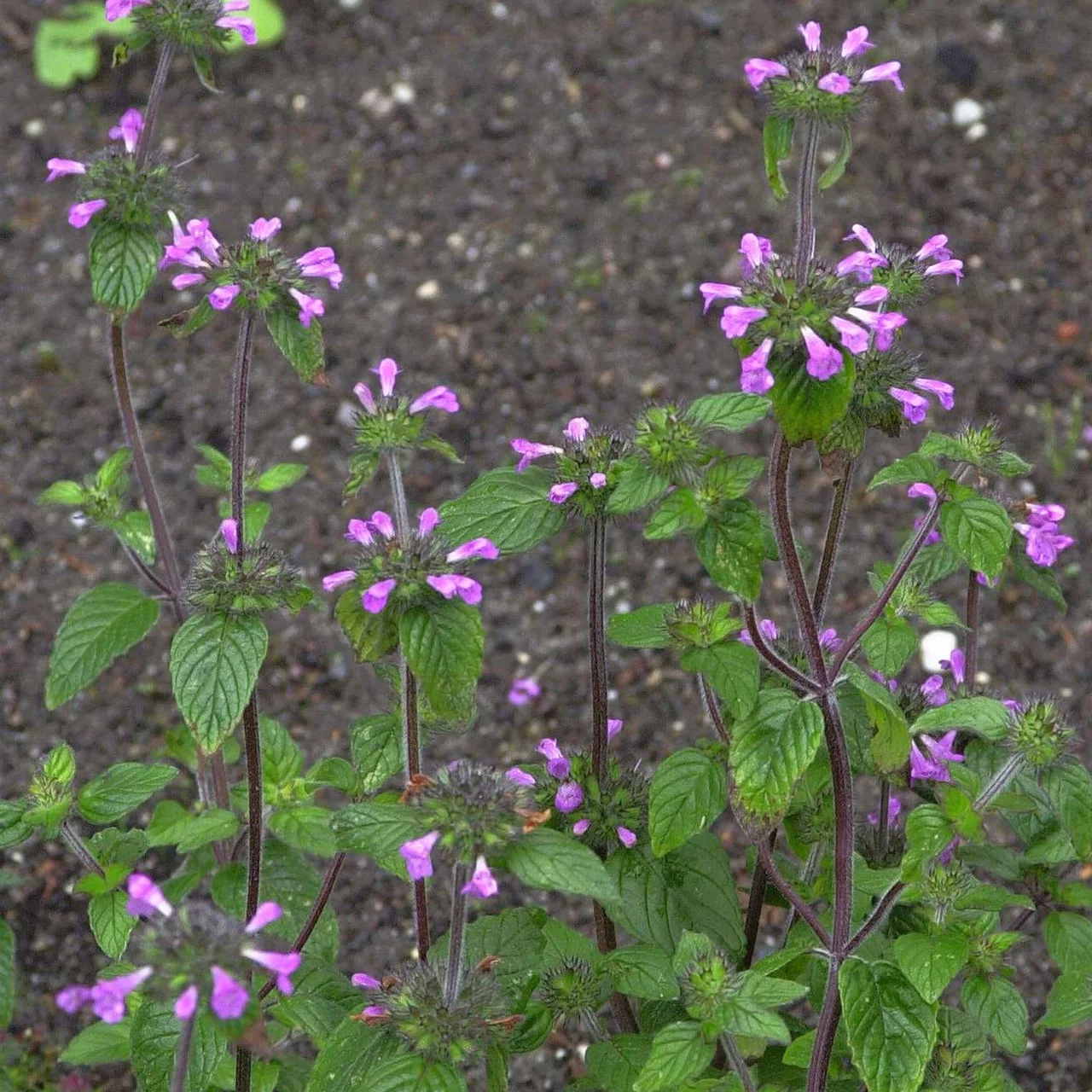 Sarriette clinopode | © Hospenthal-Kägi AG