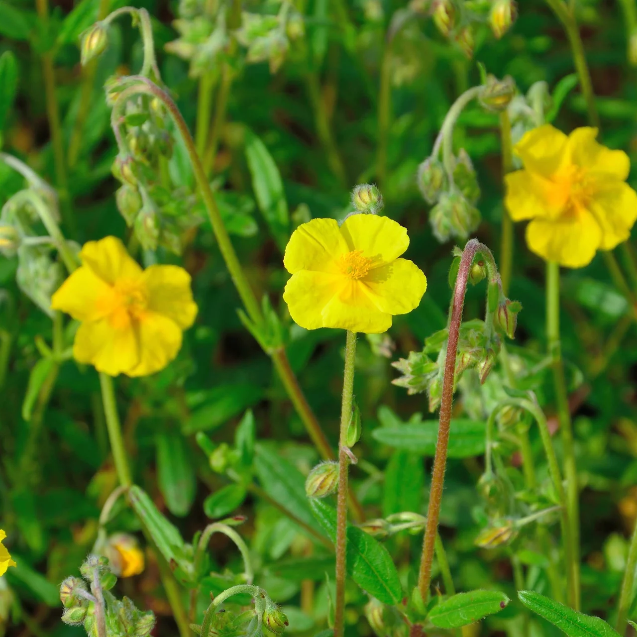 Gewhnliches Sonnenrschen  Bltenstauden in Bio-Qualitt