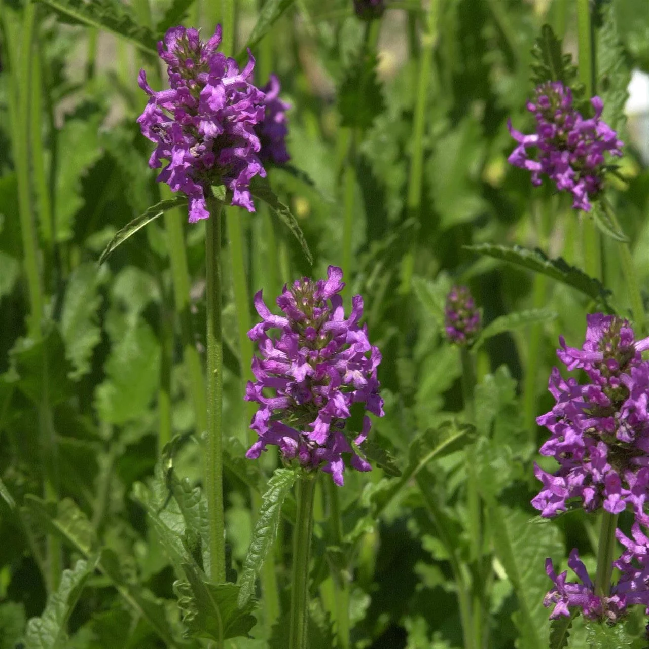 Heilziest | © Hospenthal-Kägi AG