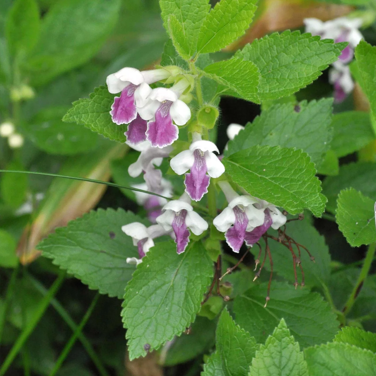 Mélitte à feuilles de mélisse | © Hospenthal-Kägi AG