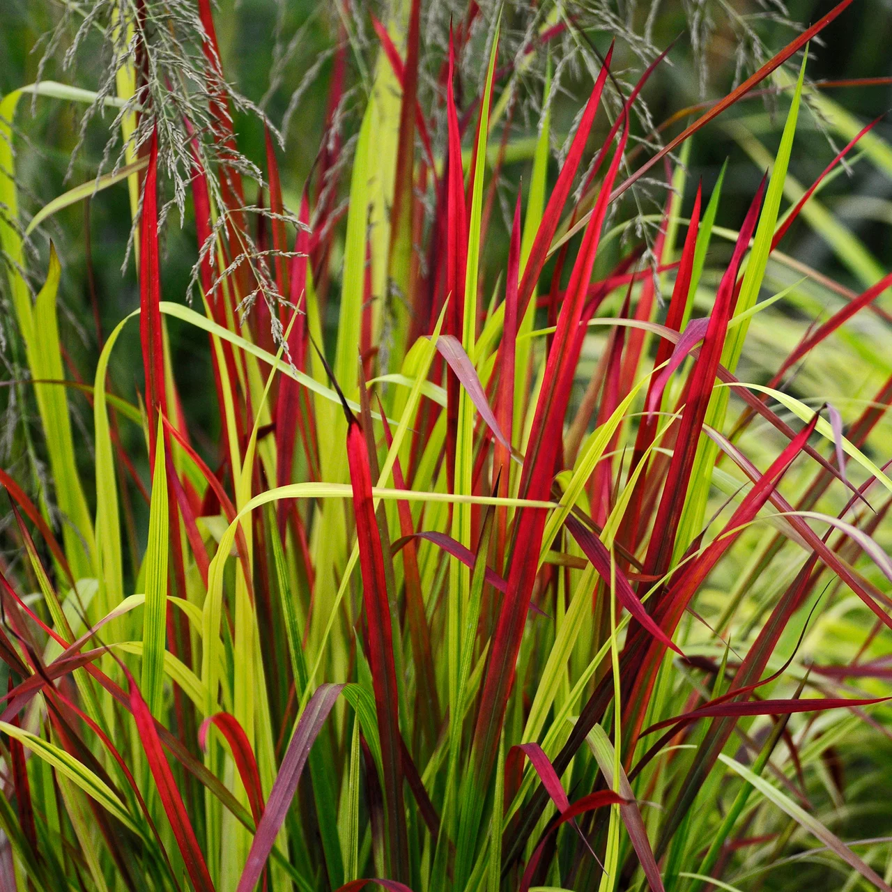 Japanisches Blutgras Red Baron