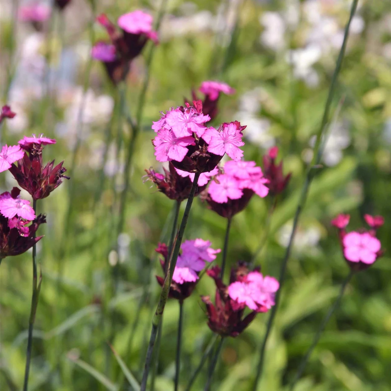 Oeillet des Chartreux – Vivaces fleuries biologiques