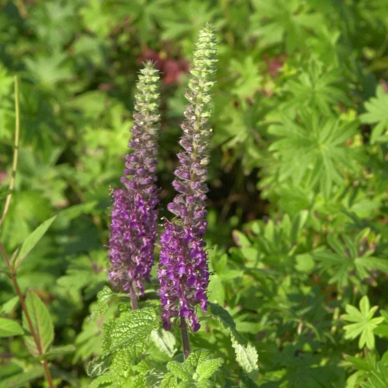 Kaukasus-Gamander | © Hospenthal-Kägi AG