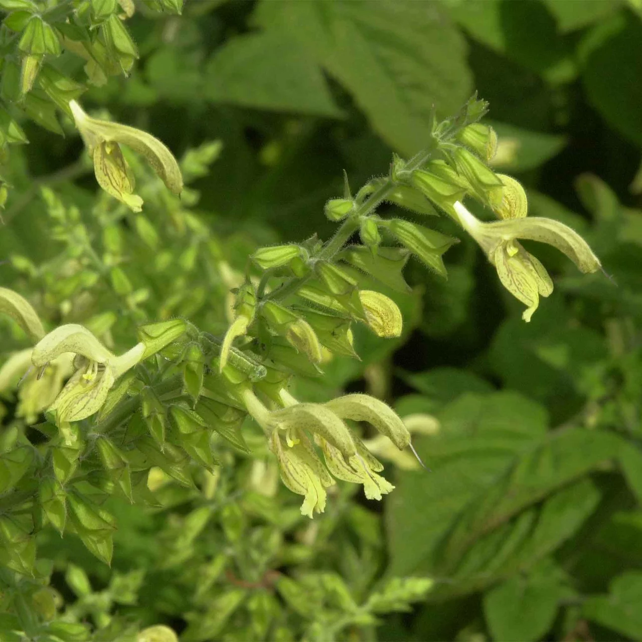 Klebriger Salbei – Biologische Blütenstaude & Bodendecker