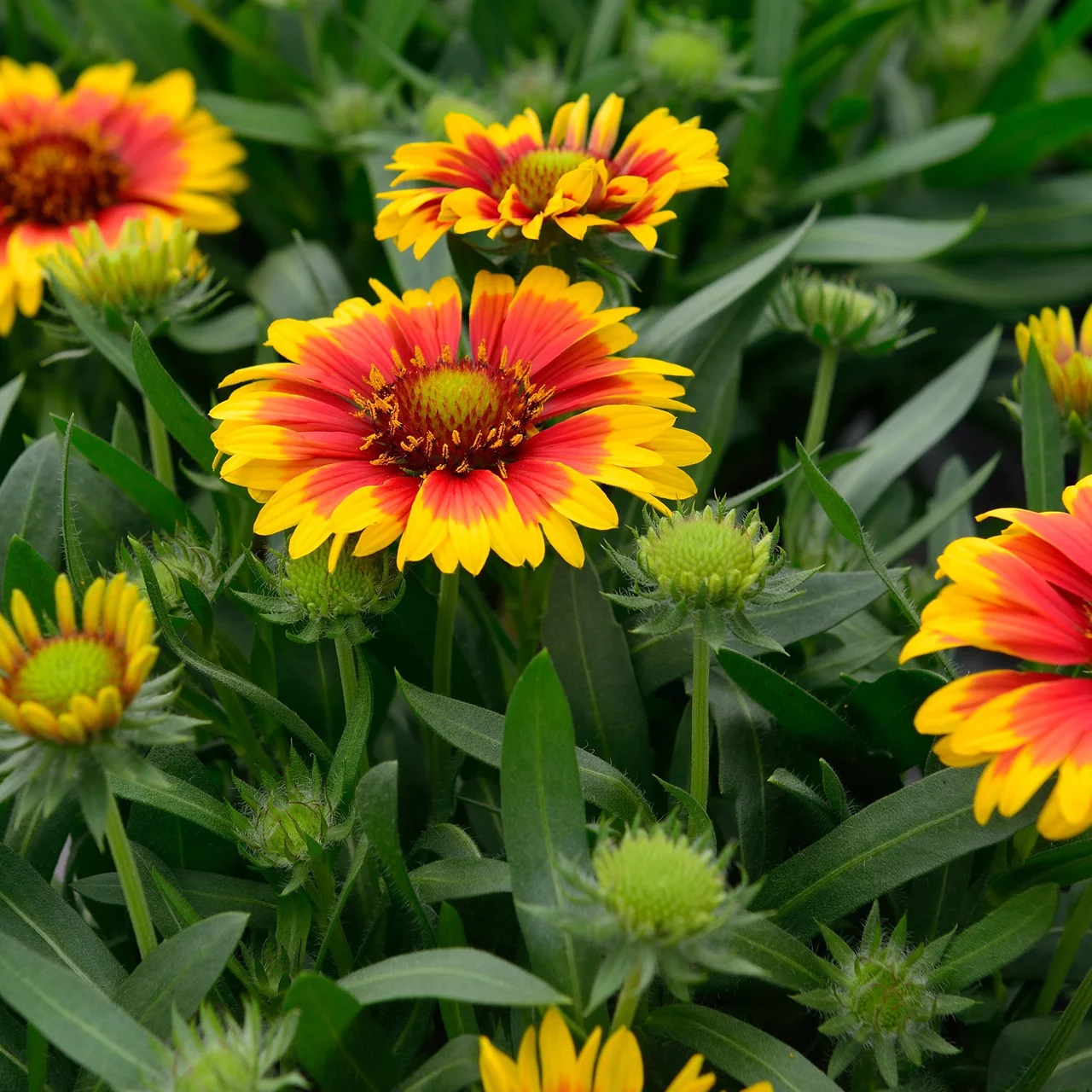 Kokardenblume Bremen  Biologische Wild- & Bltenstauden