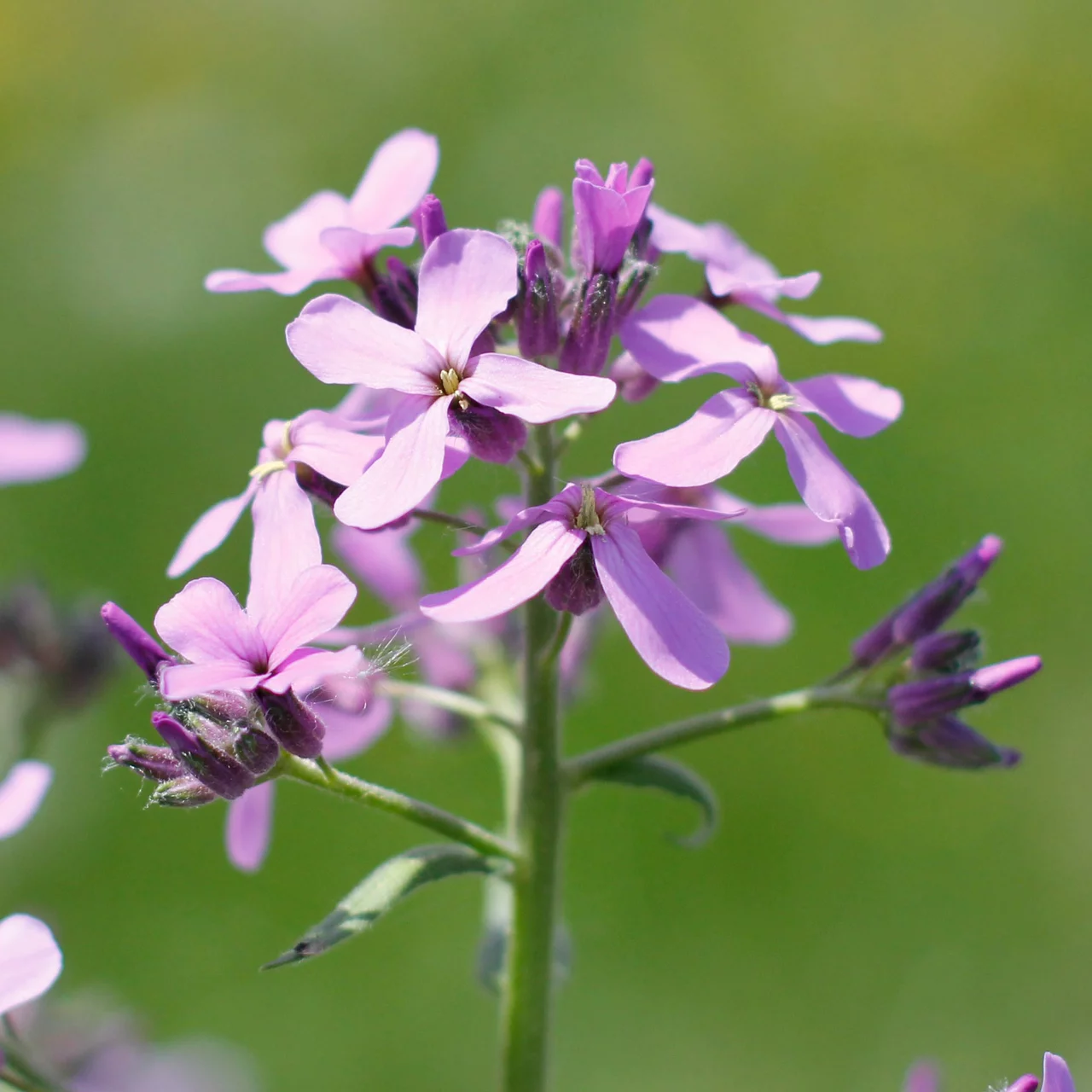 Nachtviole | © Hospenthal-Kägi AG