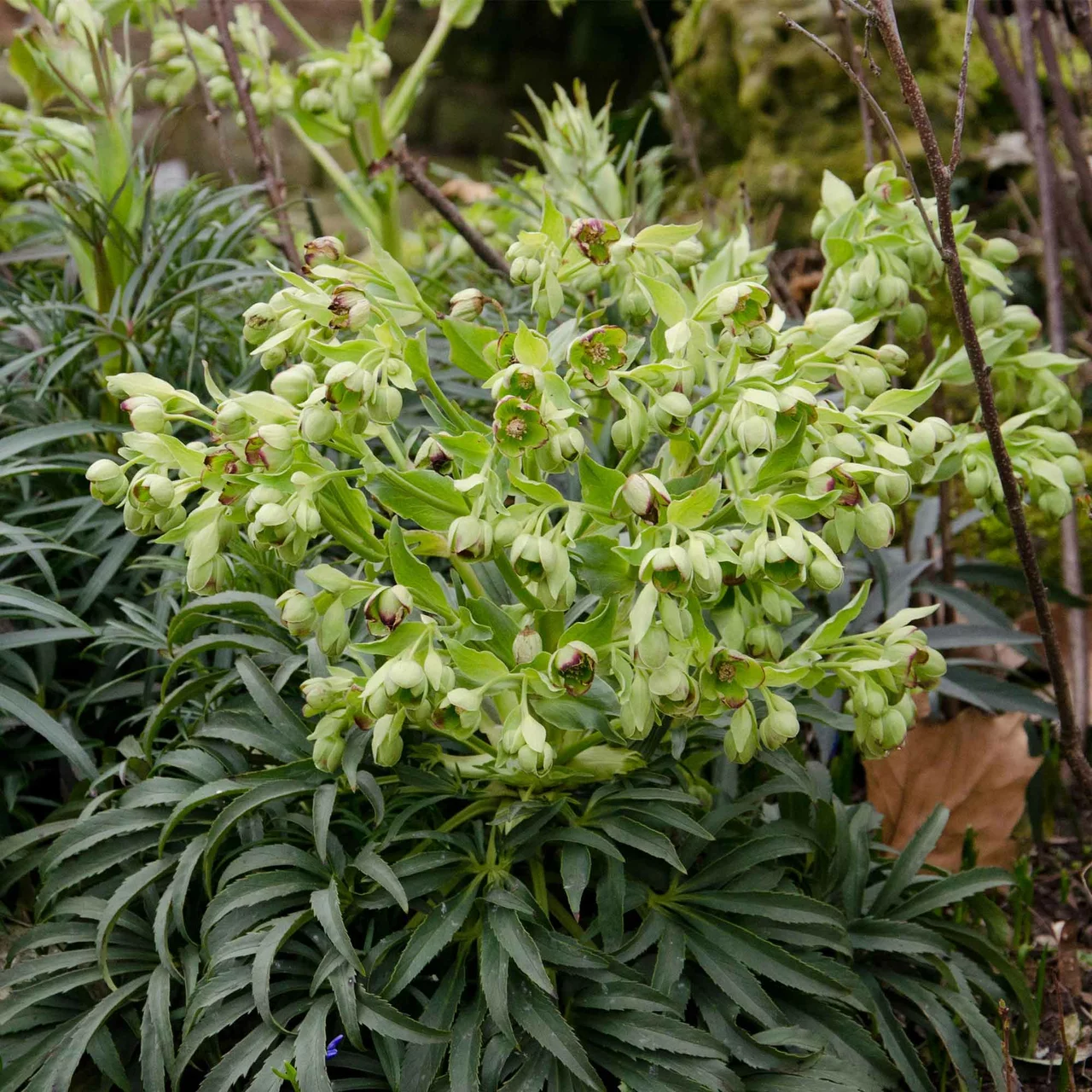 Palmblatt-Nieswurz | © Hospenthal-Kägi AG