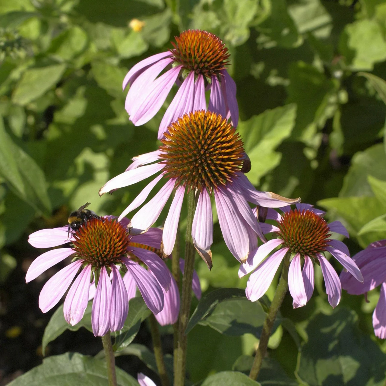 Échinacée pourpre | © Hospenthal-Kägi AG