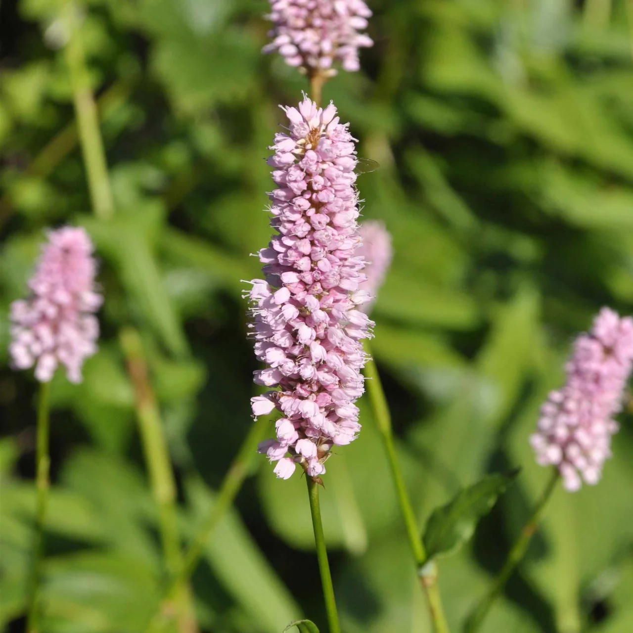 Renouée bistorte | © Hospenthal-Kägi AG