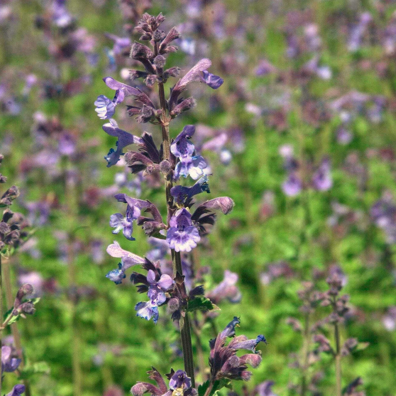 Herbe-aux-chats (Cataire ou Chataire) | © Hospenthal-Kägi AG