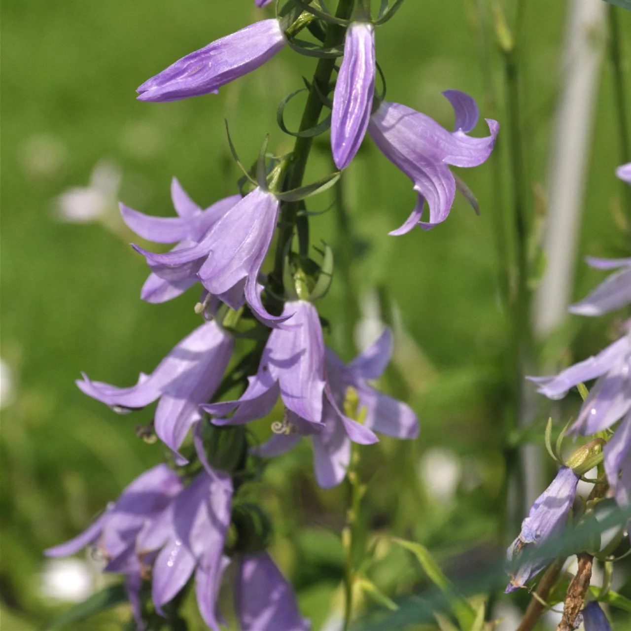 Nessel-Glockenblume (Campanula) | © Hospenthal-Kägi AG