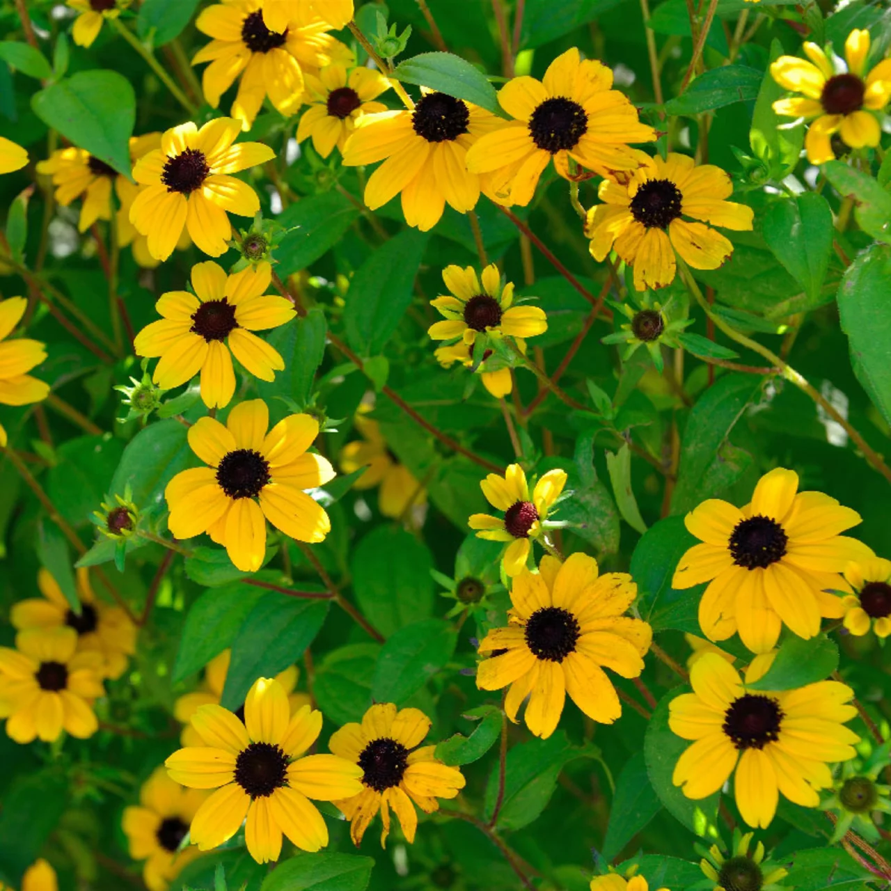 Oktober-Sonnenhut | © Hospenthal-Kägi AG