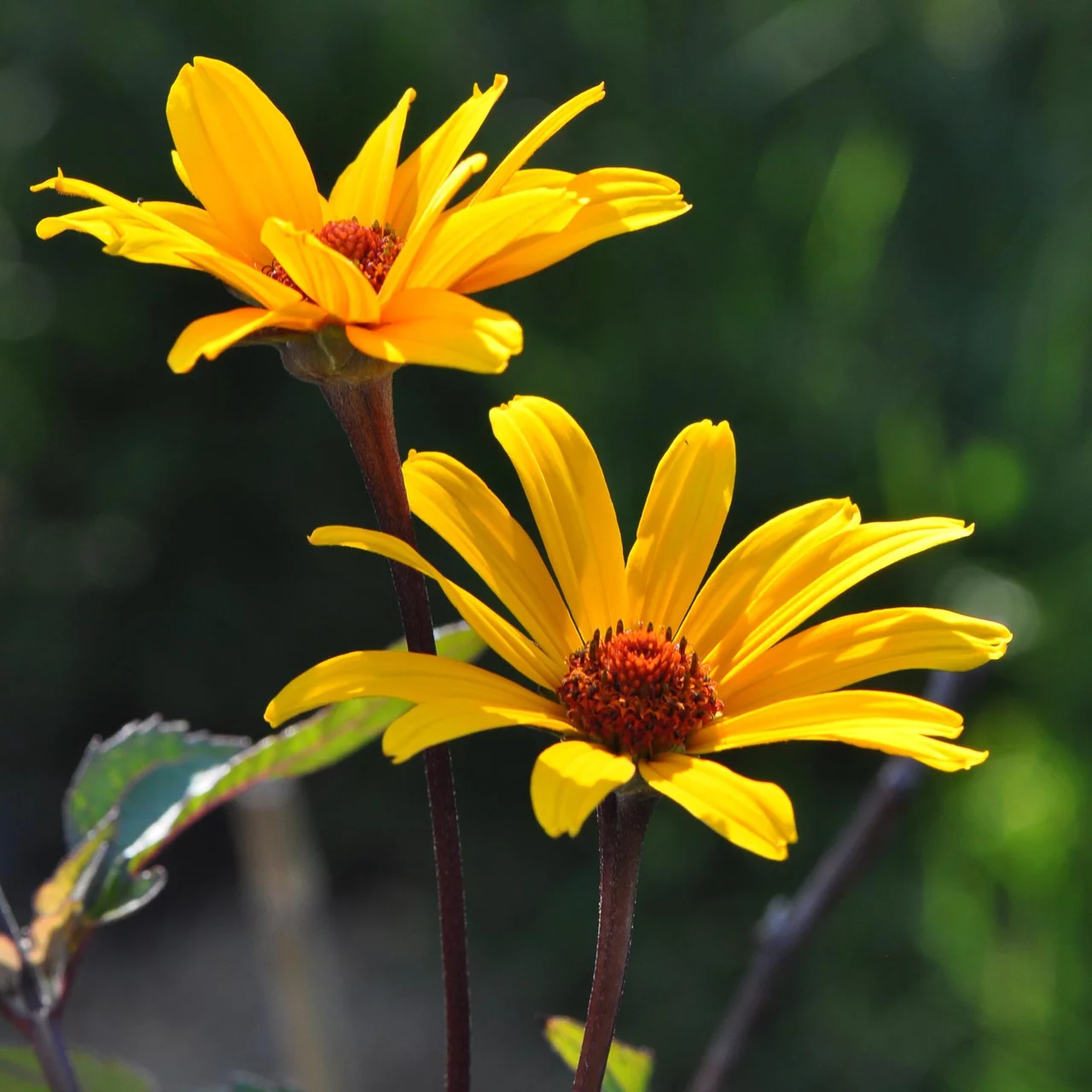 Héliopside faux tournesol Summer Nights | © Hospenthal-Kägi AG