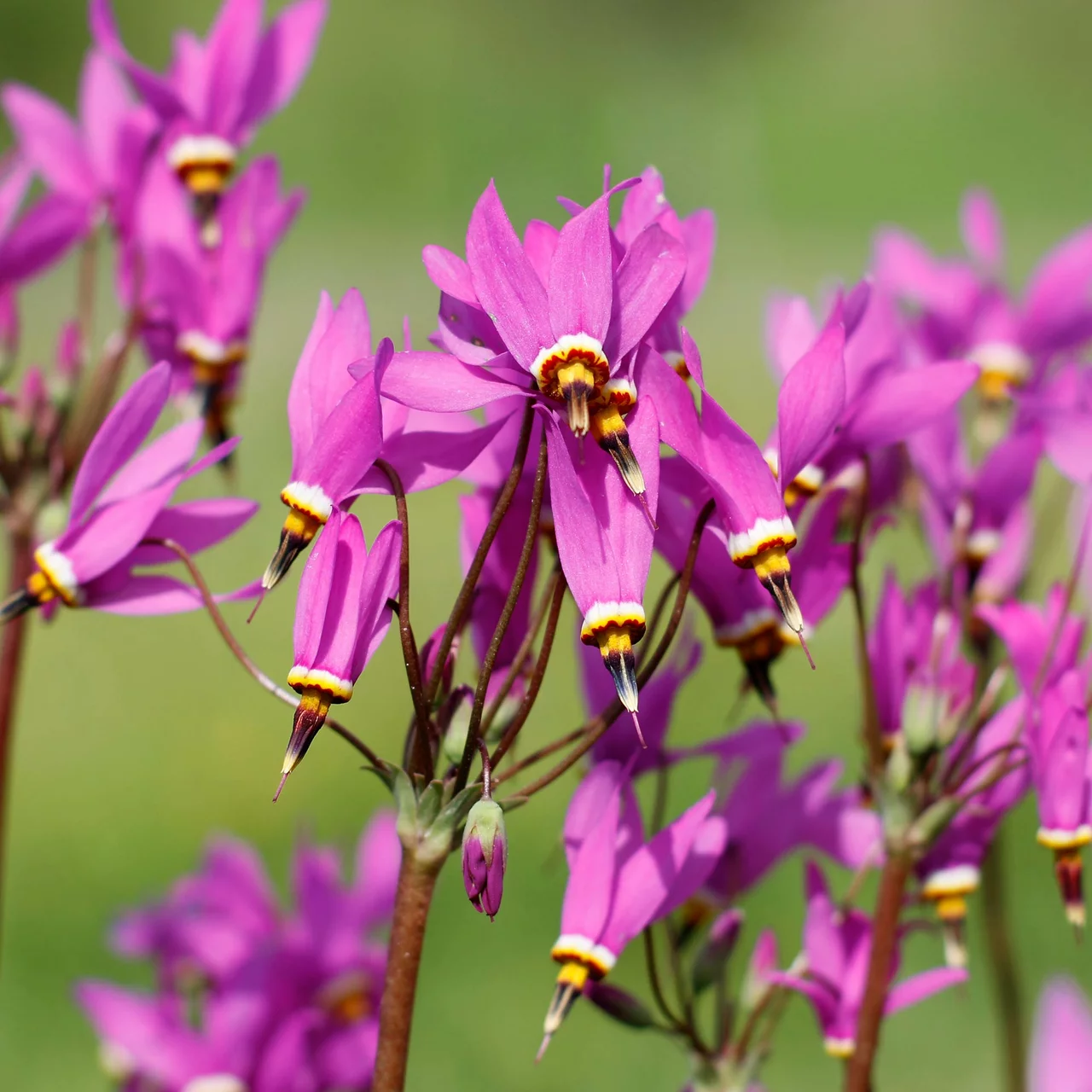 Gyroselle de Virginie | © Hospenthal-Kägi AG