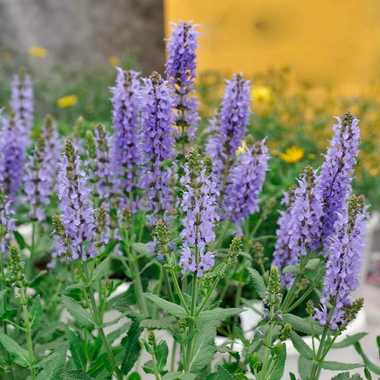 Sauge des bois Blauhügel | © Hospenthal-Kägi AG