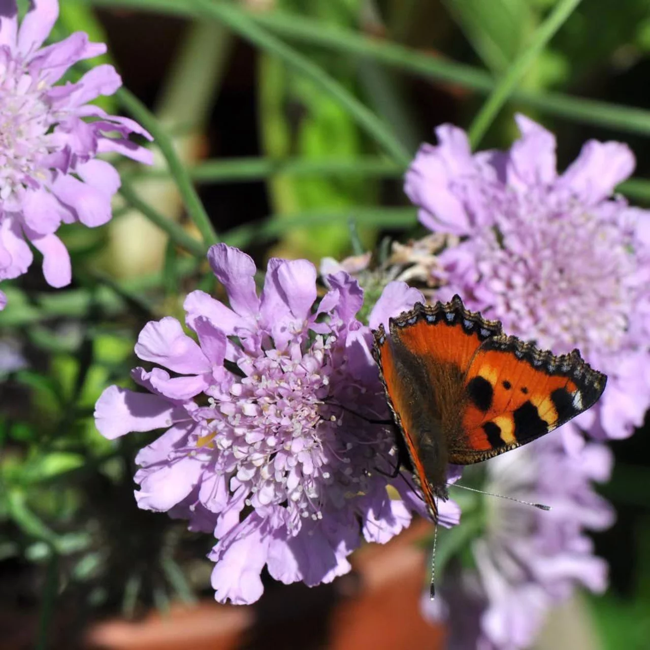 Scabieuse colombaire Nana | © Hospenthal-Kägi AG