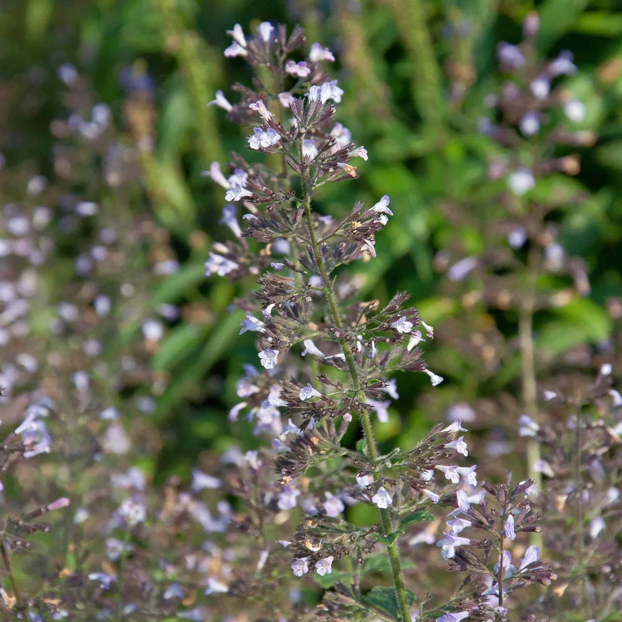 Sarriette à feuilles de menthe | © Hospenthal-Kägi AG