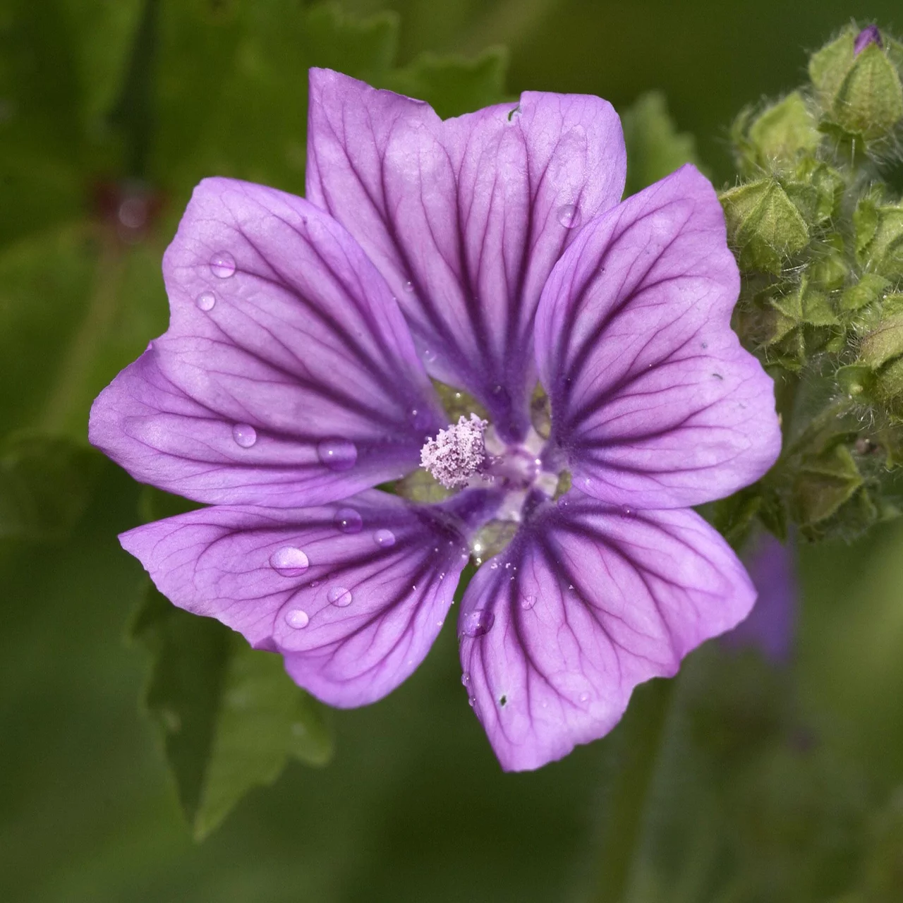 Wilde Malve | © Hospenthal-Kägi AG