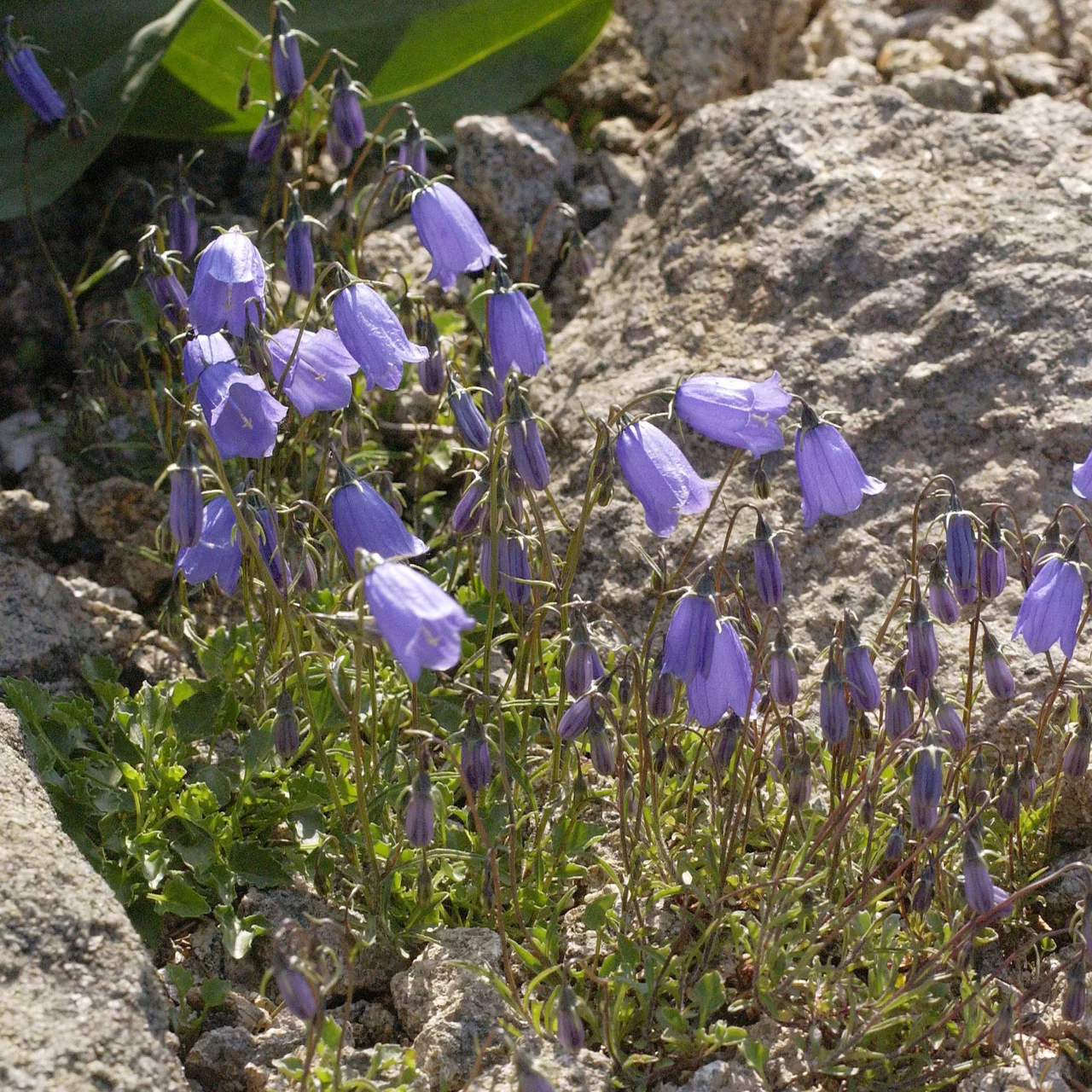 Zwerg-Glockenblume | © Hospenthal-Kägi AG