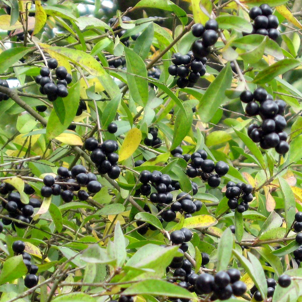 Troène commun | © Sträucherei