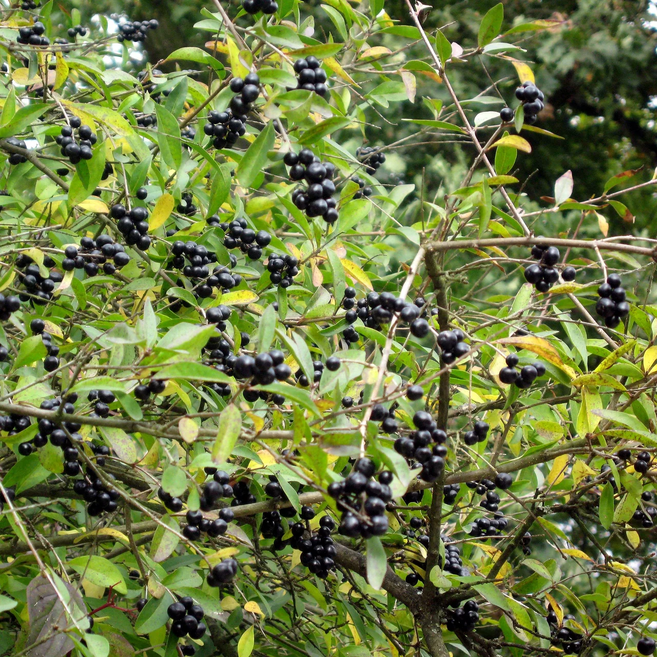lonicera americana Lonicera x americana – Edulis main image 0