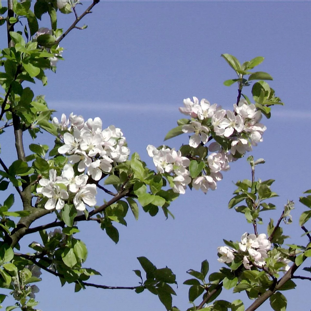 Holzapfel | © Sträucherei