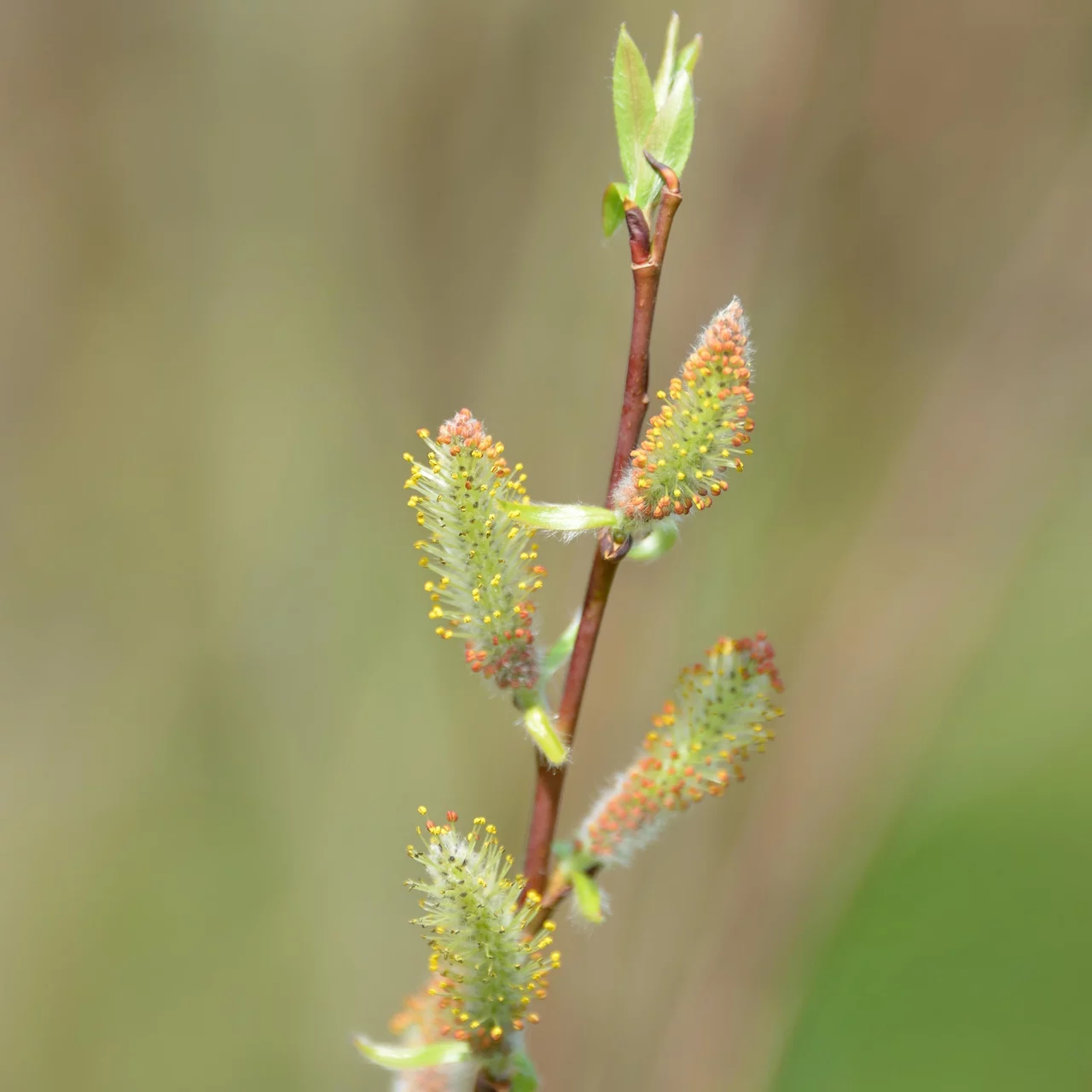 Saule fragile Opas Bindeweide | © Sträucherei