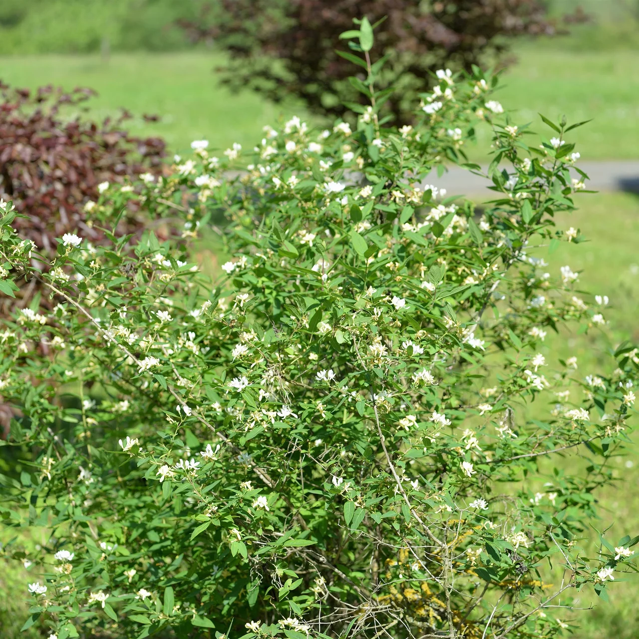 Rote Heckenkirsche Bio  Wildstrucher in Bio-Qualitt
