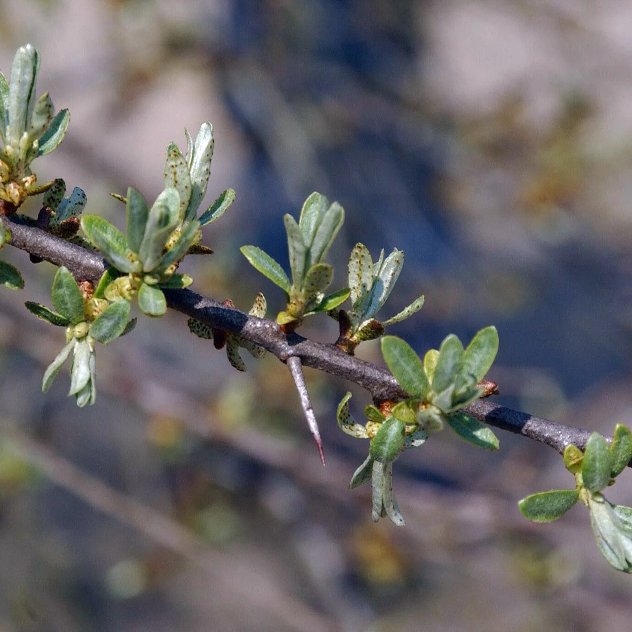 Sanddorn 'Tamro' | © Bio Baumschule Geers GbR