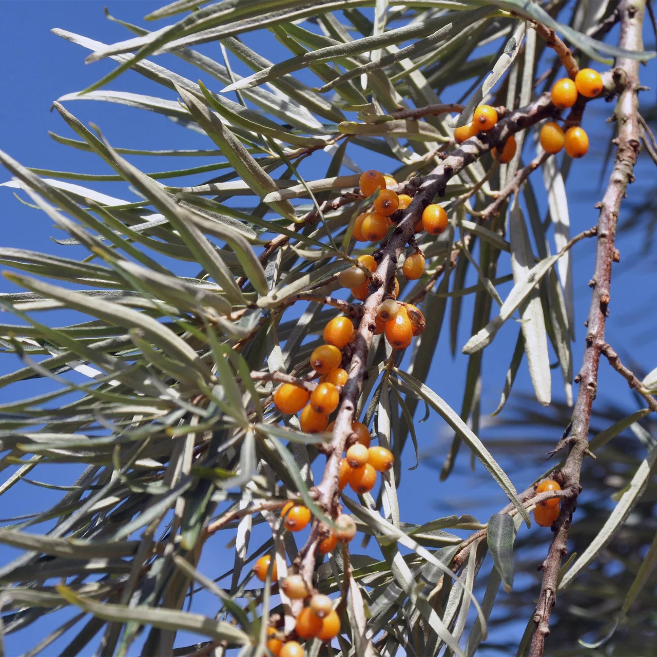Sanddorn 'Tytti' | © Bio Baumschule Geers GbR