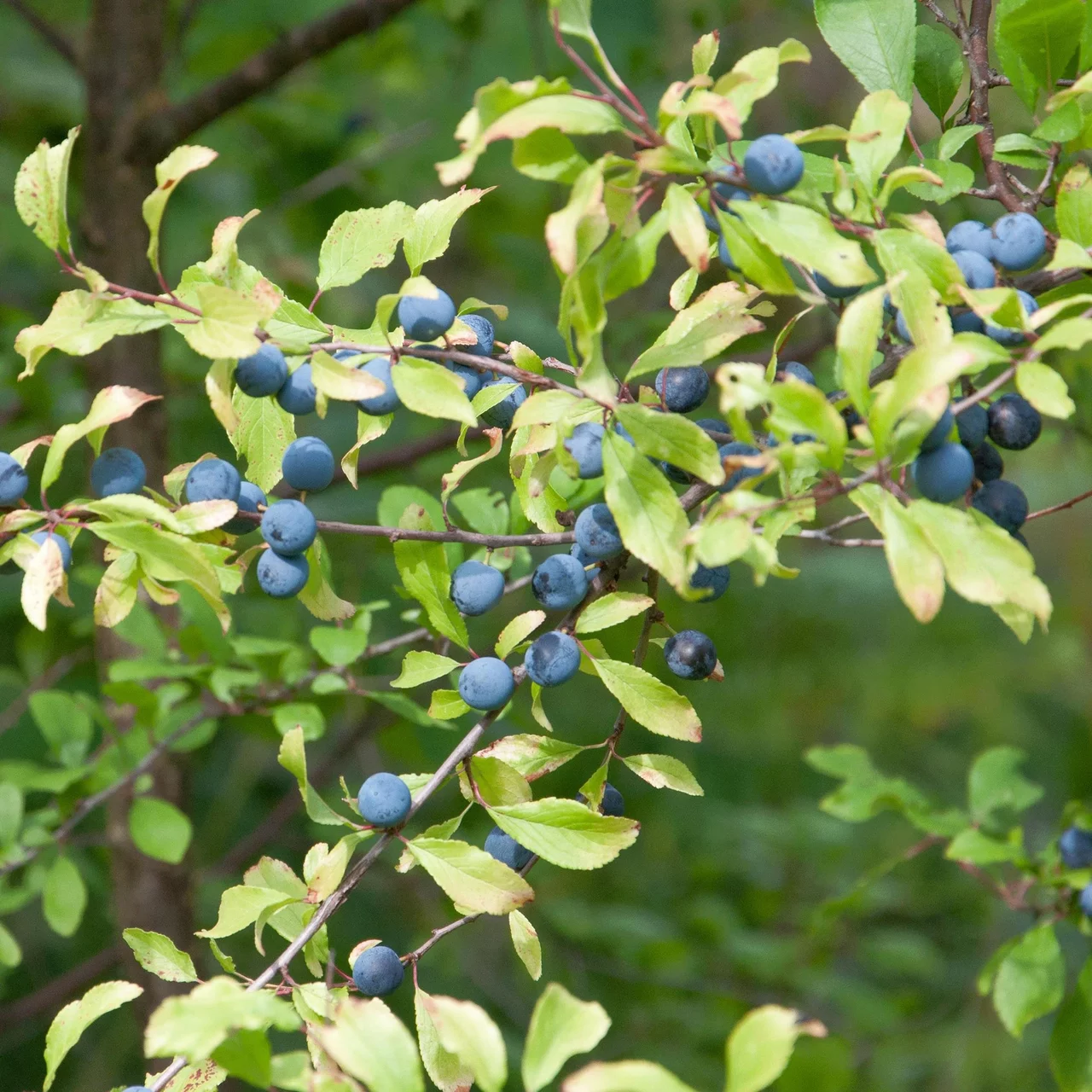 Épine noire | © Sträucherei